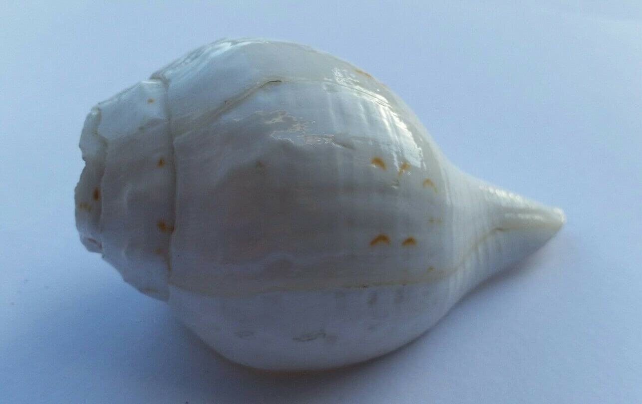 Sacred Shankh conch shell Holy divine sound Sikh vamavarti Shankha Hindu pooja Blowing Sanjh OO